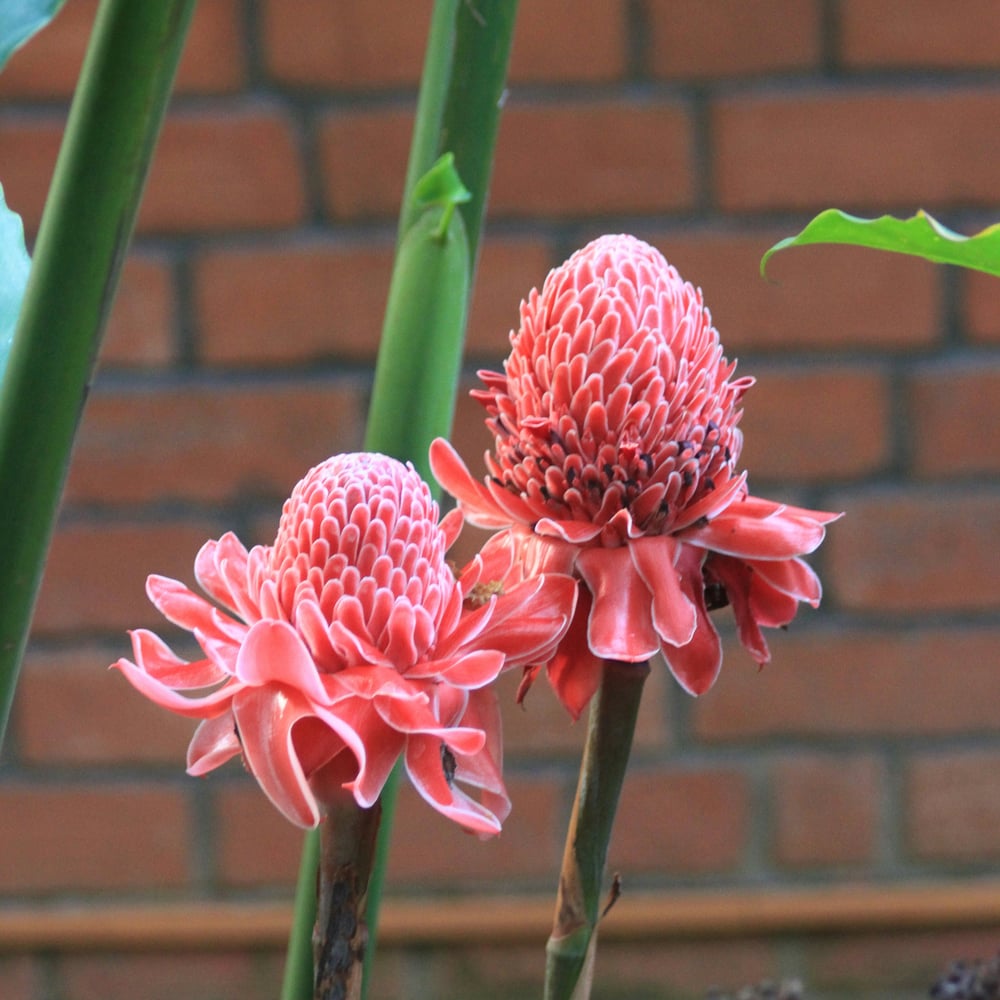 American Samoa's State Flower: Teuila